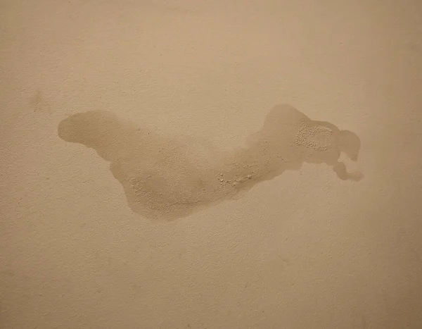 gozle gorulmeyen su kacagi